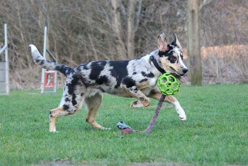 Border collie Kaos (Offish Alkyra) billede 9