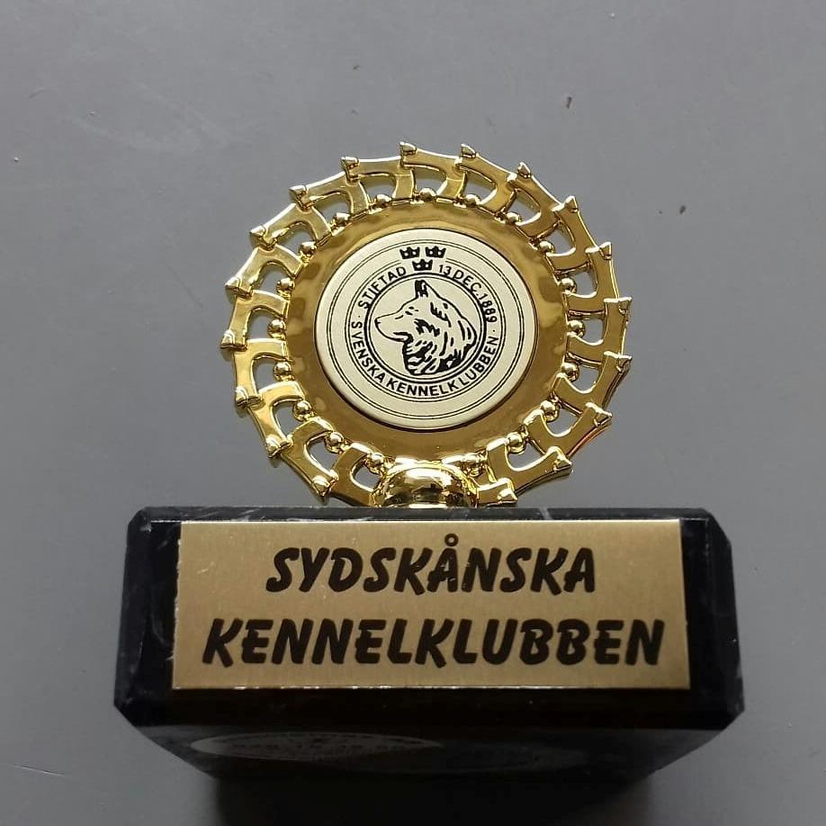 Rat Terrier Solgaards Buddy - Svensk Champion 2019 billede 11