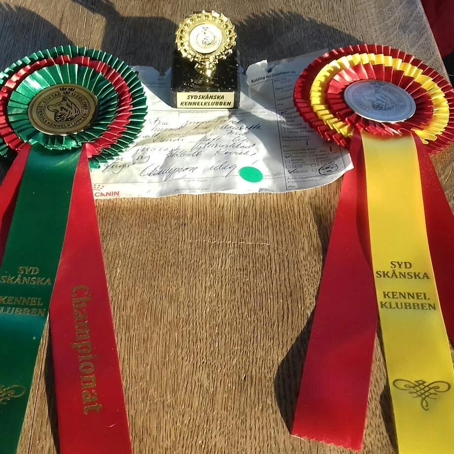 Rat Terrier Solgaards Buddy - Svensk Champion billede 12