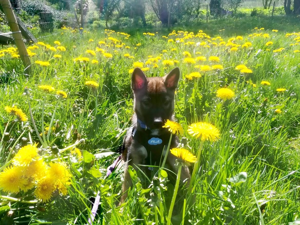 Kishu Amaterasu sai-no kawara billede 1