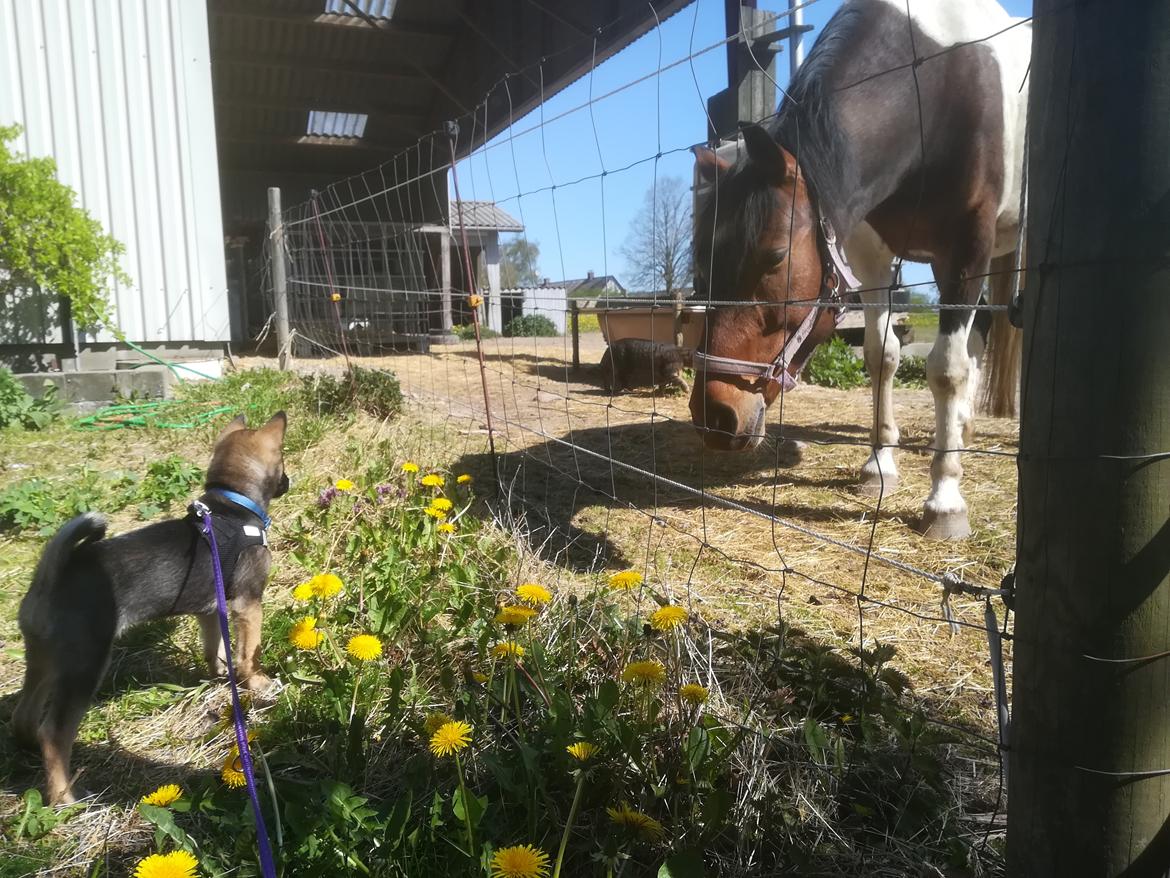 Kishu Amaterasu sai-no kawara billede 2