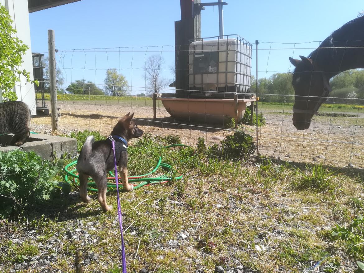 Kishu Amaterasu sai-no kawara billede 3