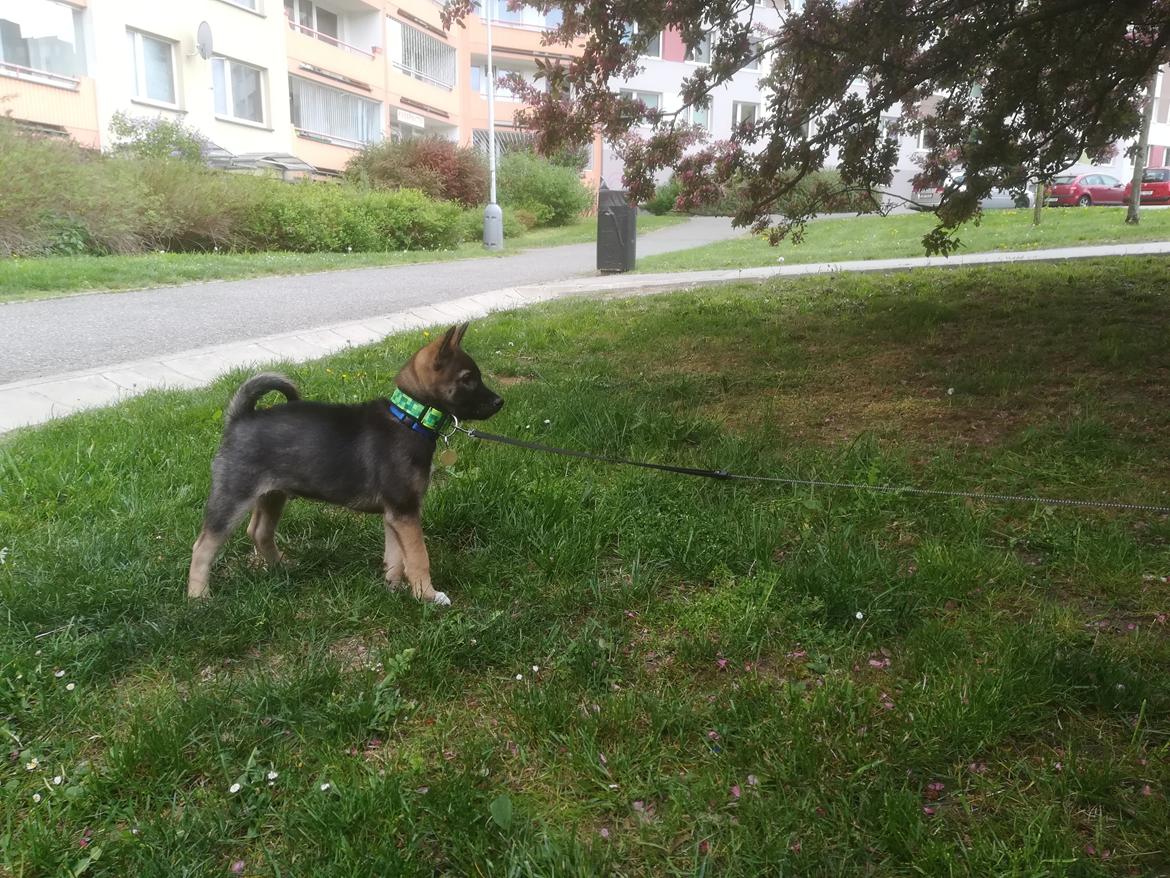 Kishu Amaterasu sai-no kawara billede 6