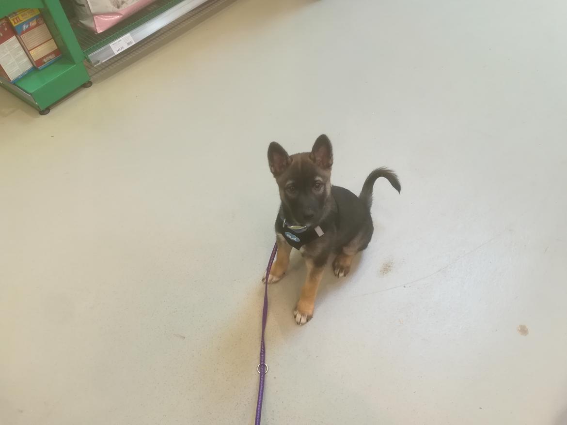 Kishu Amaterasu sai-no kawara billede 4