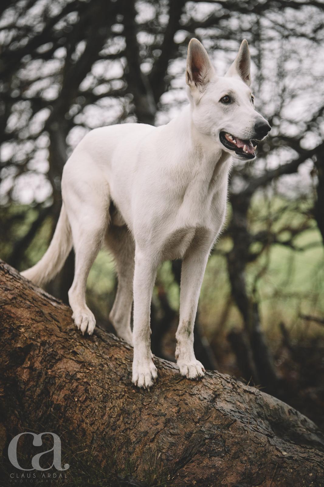 Hvid Schweizisk Hyrdehund Gandi billede 2