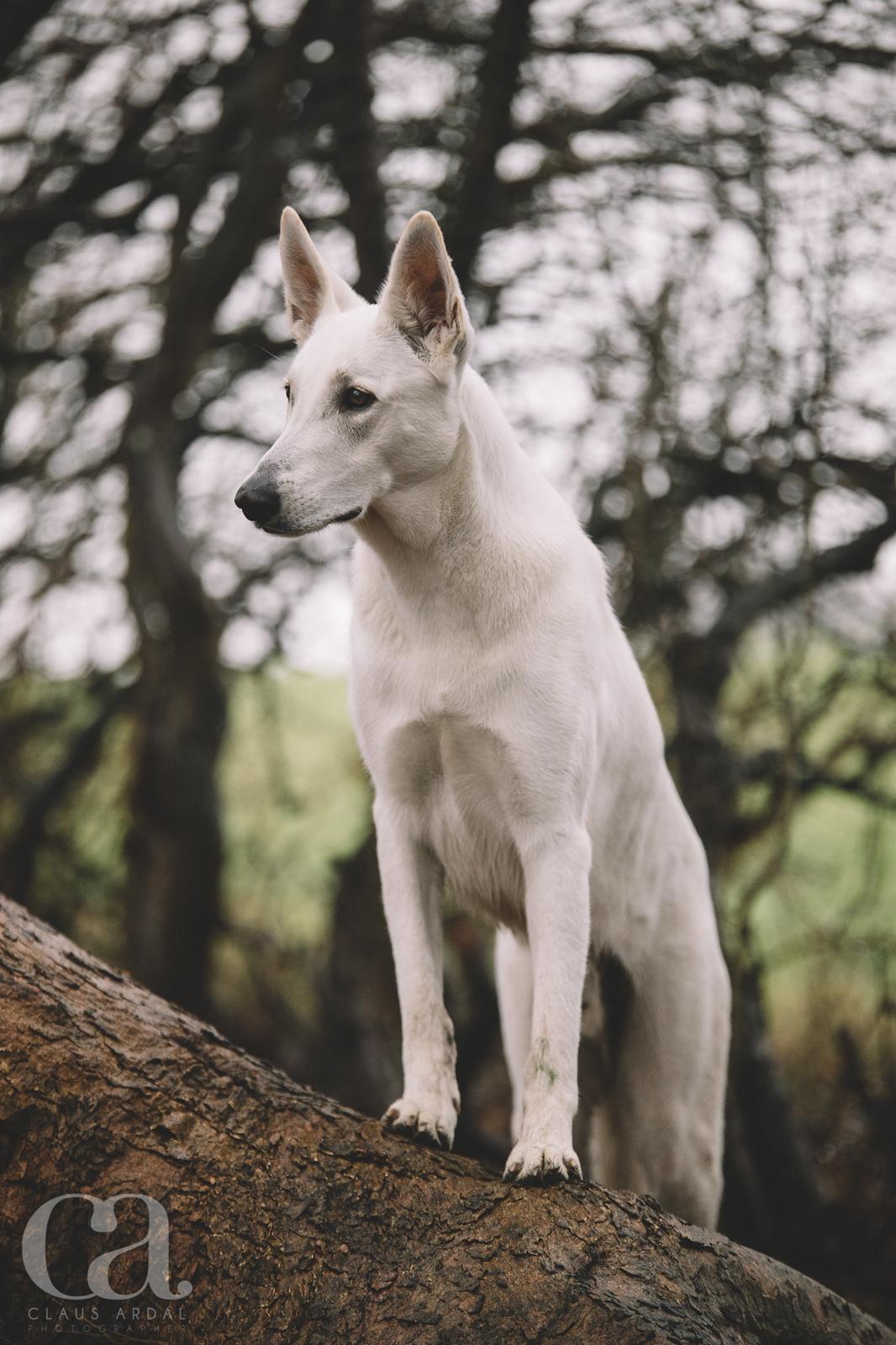 Hvid Schweizisk Hyrdehund Gandi billede 3