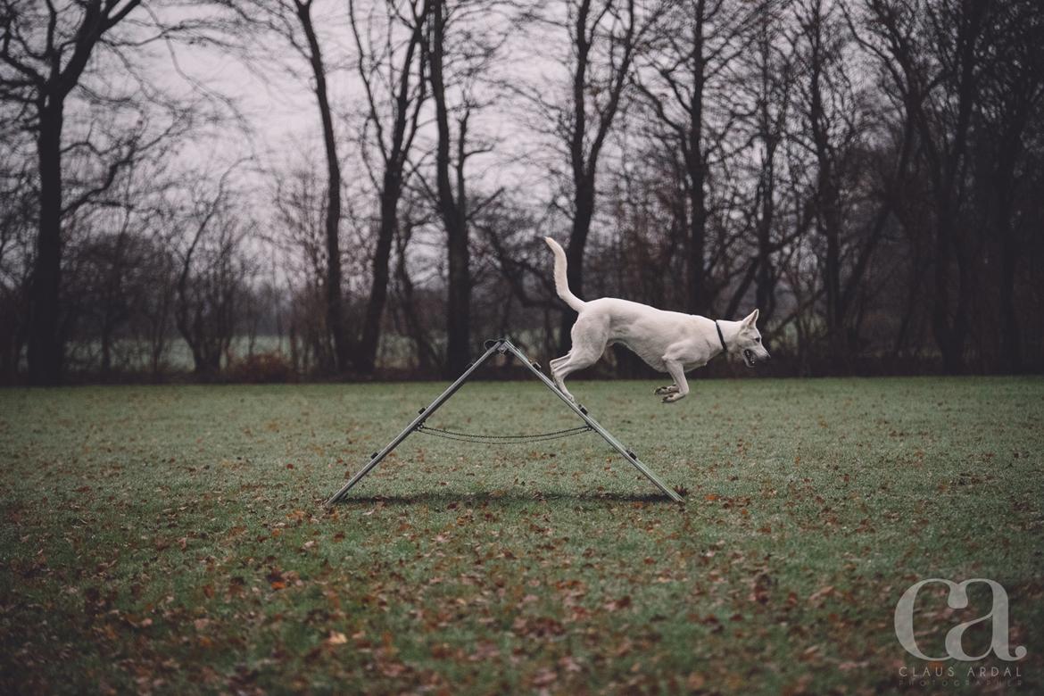 Hvid Schweizisk Hyrdehund Gandi billede 4