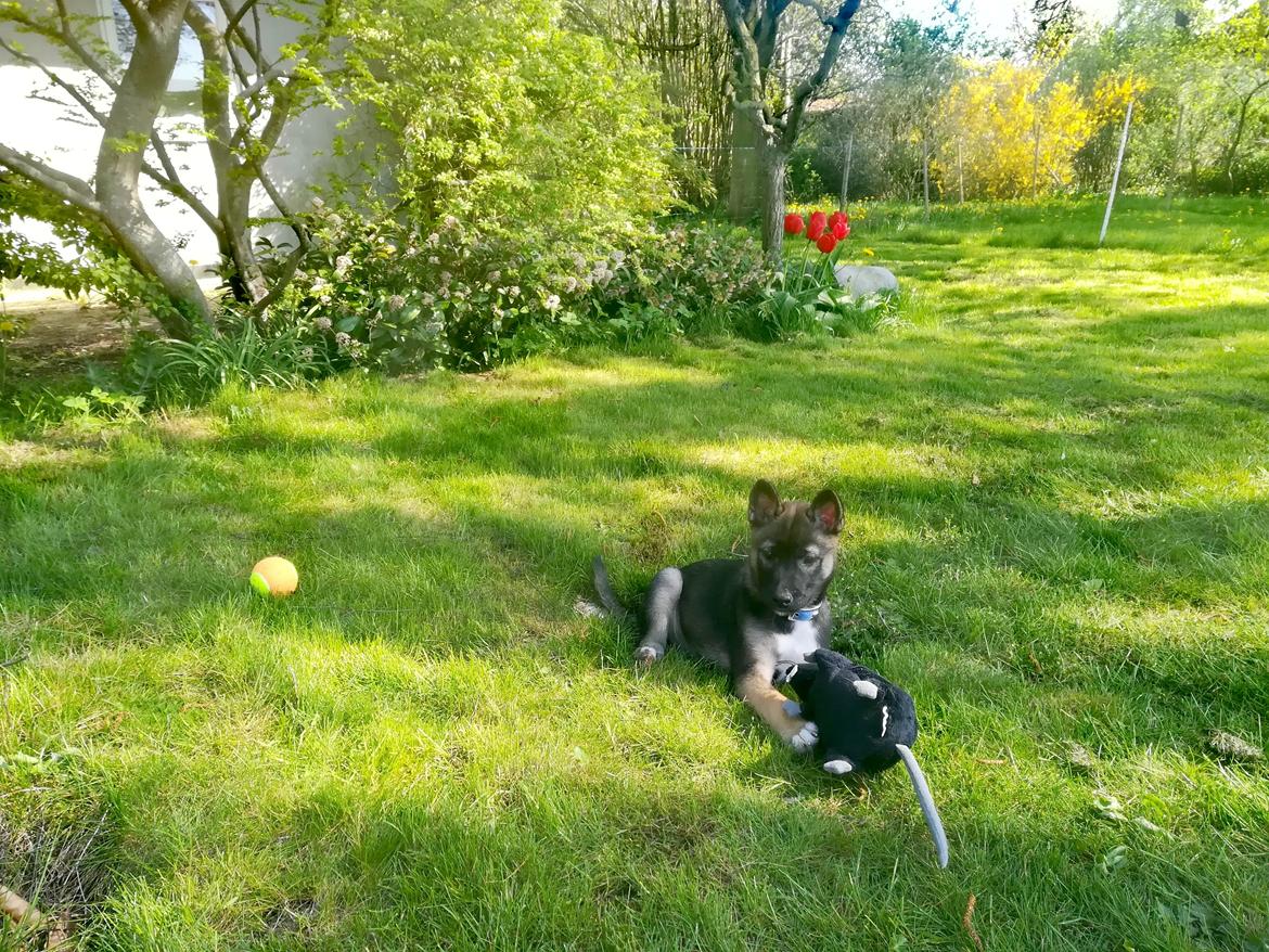 Kishu Amaterasu sai-no kawara billede 8