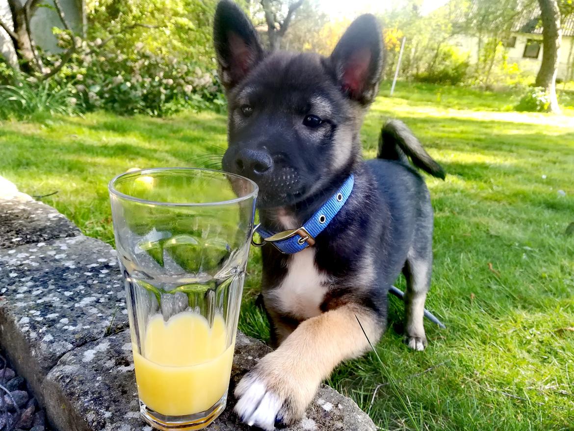 Kishu Amaterasu sai-no kawara billede 7