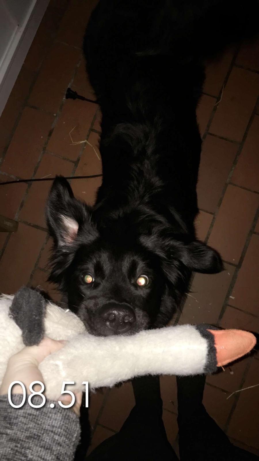 Blanding af racer Molly billede 17