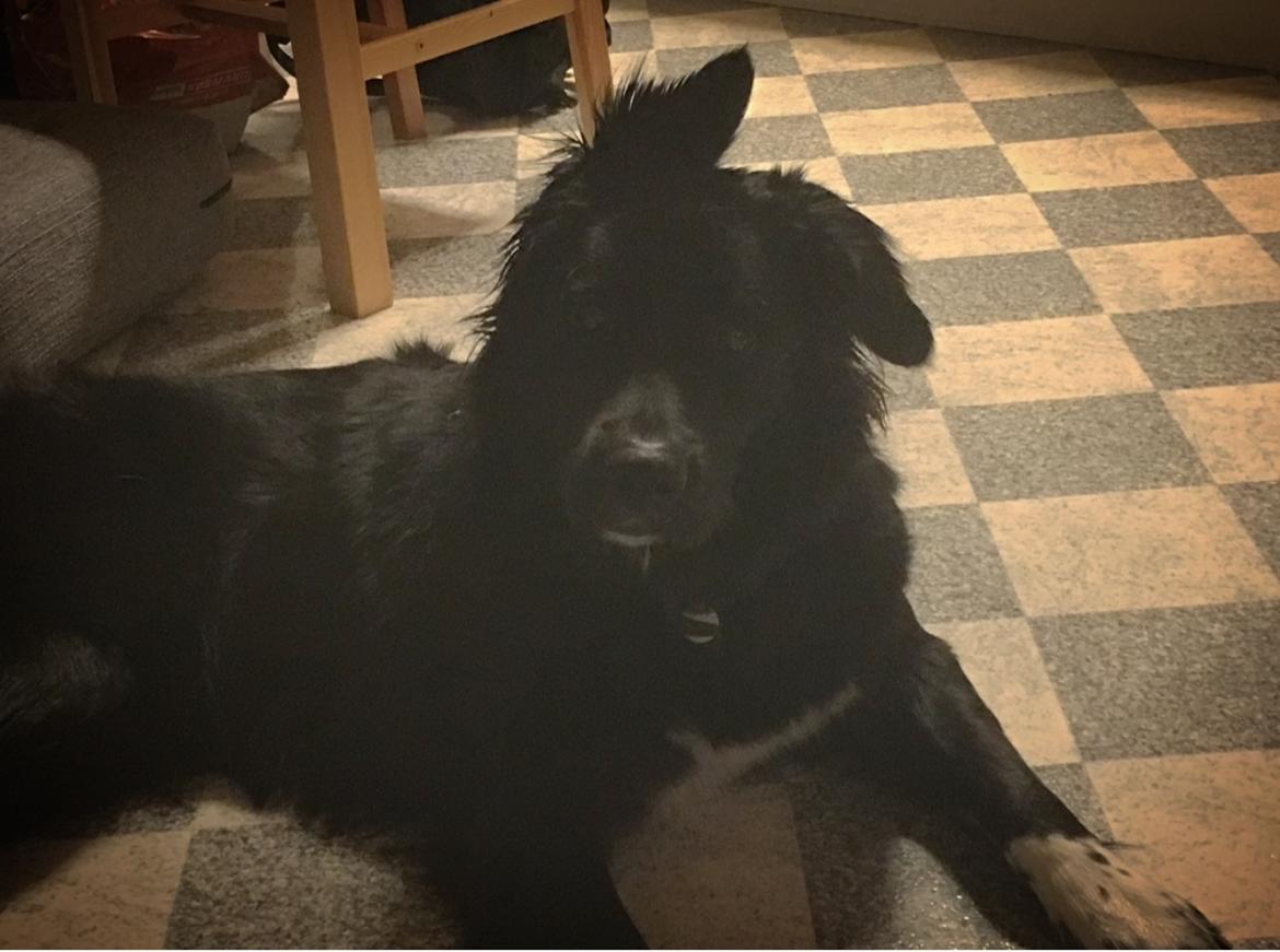 Blanding af racer Molly billede 20