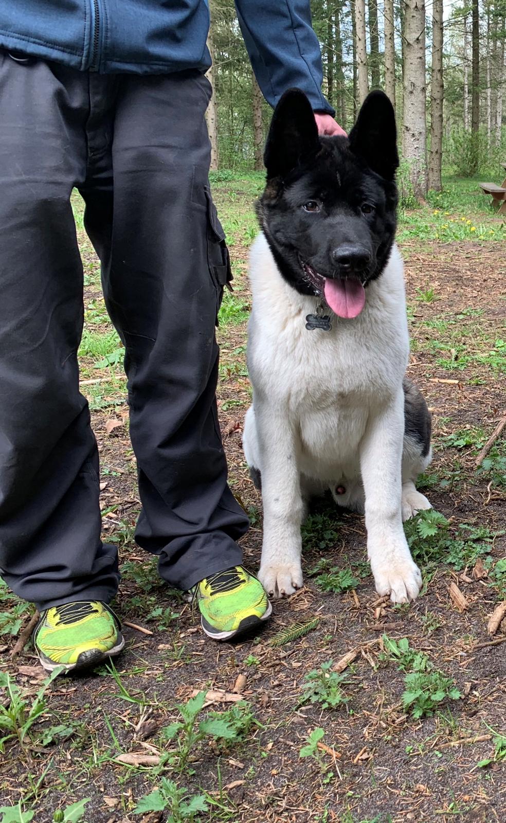 American Akita Bob billede 2