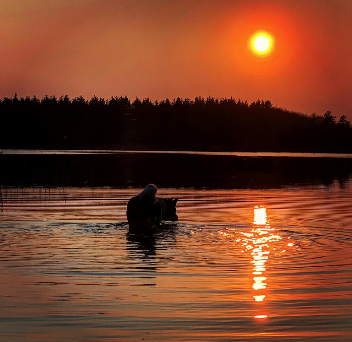 American Akita Bob billede 4