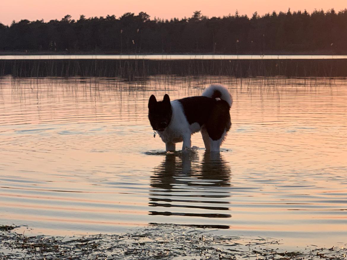 American Akita Bob billede 5