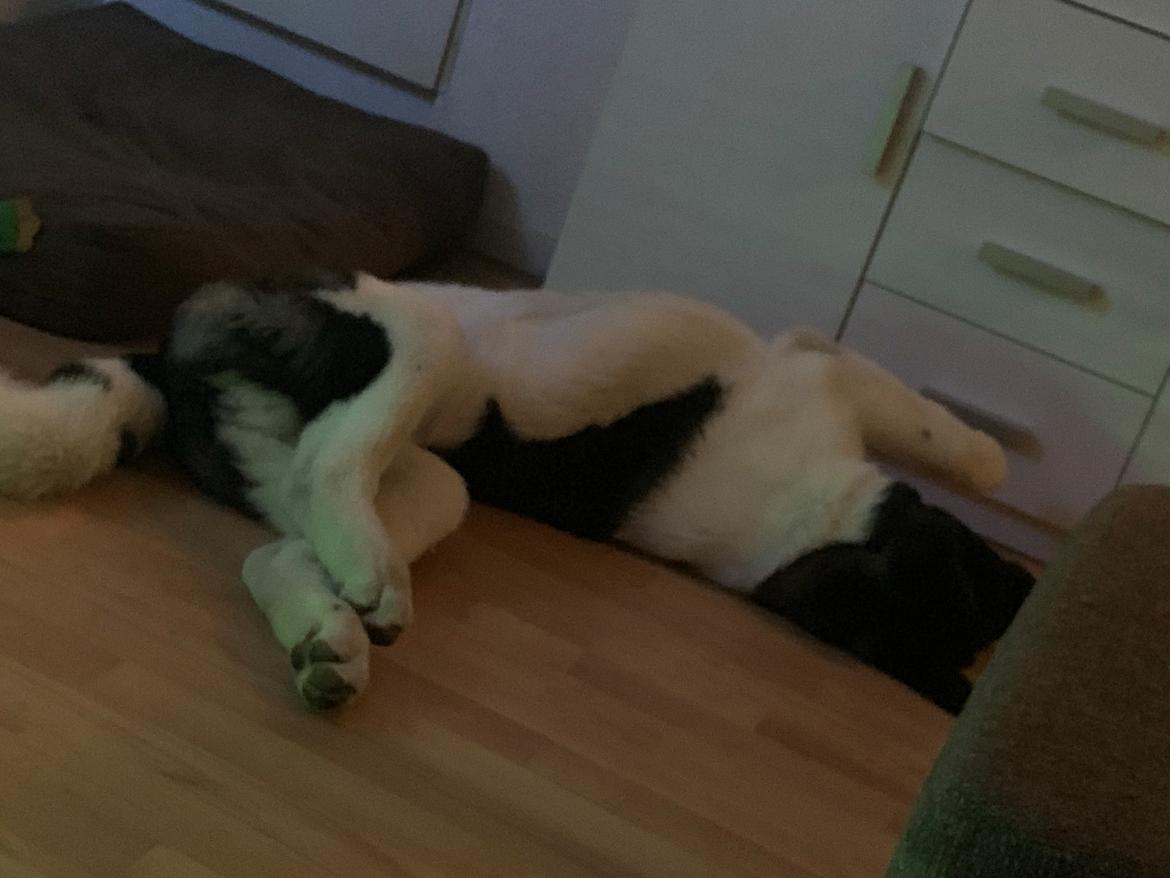 American Akita Bob billede 6