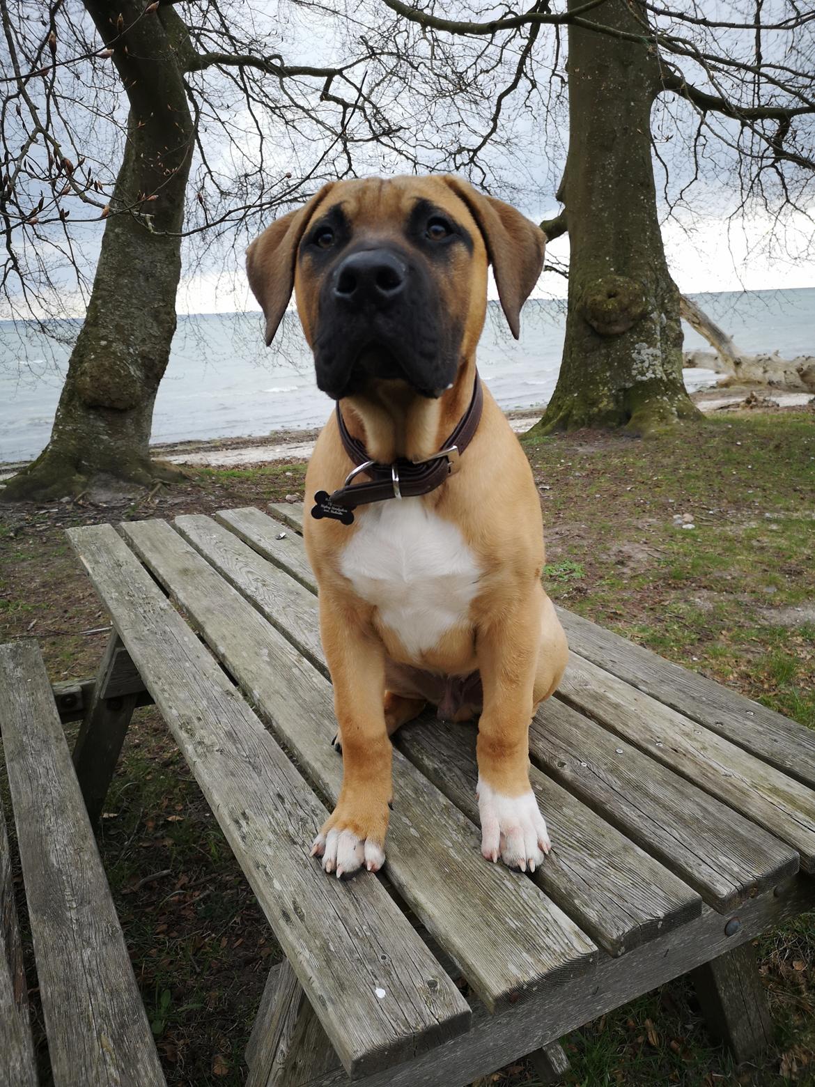 Dogo canario Bolek  billede 3