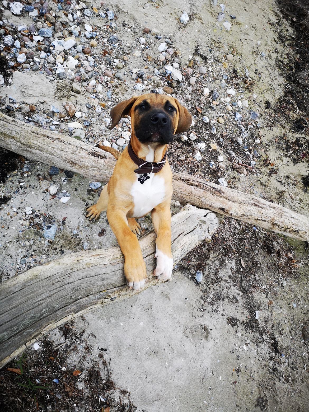 Dogo canario Bolek  billede 4