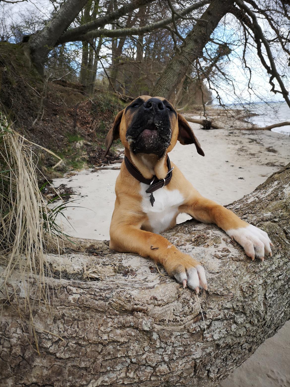 Dogo canario Bolek  billede 2