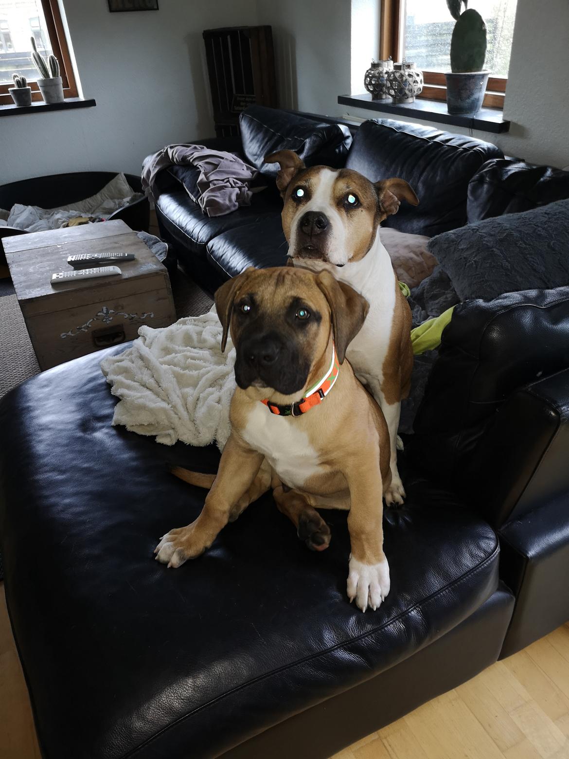 Dogo canario Bolek  billede 7