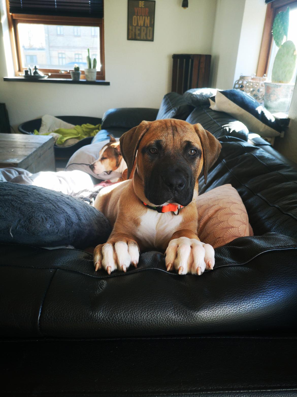 Dogo canario Bolek  billede 8