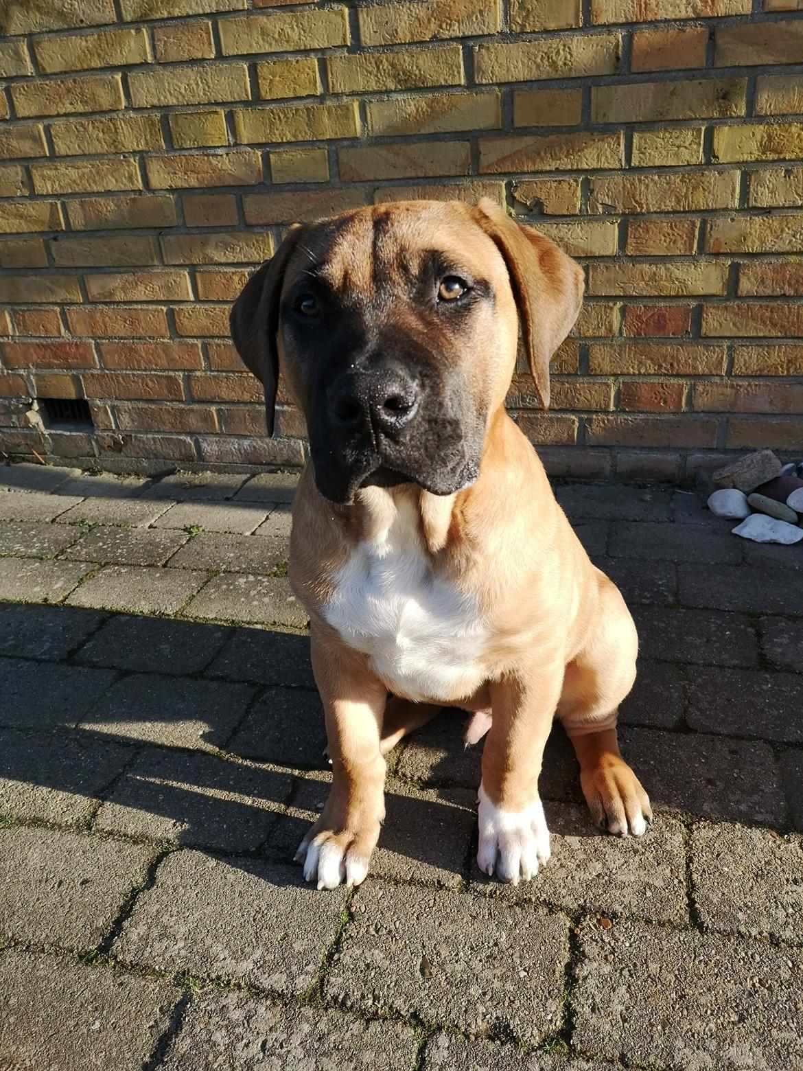 Dogo canario Bolek  billede 6