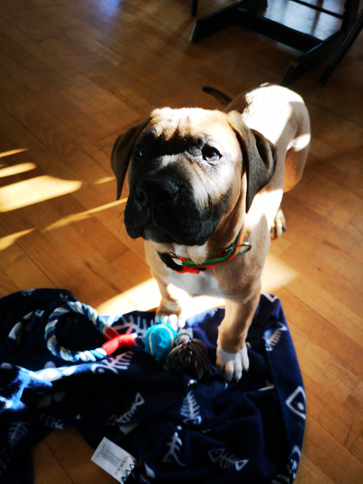 Dogo canario Bolek  billede 10