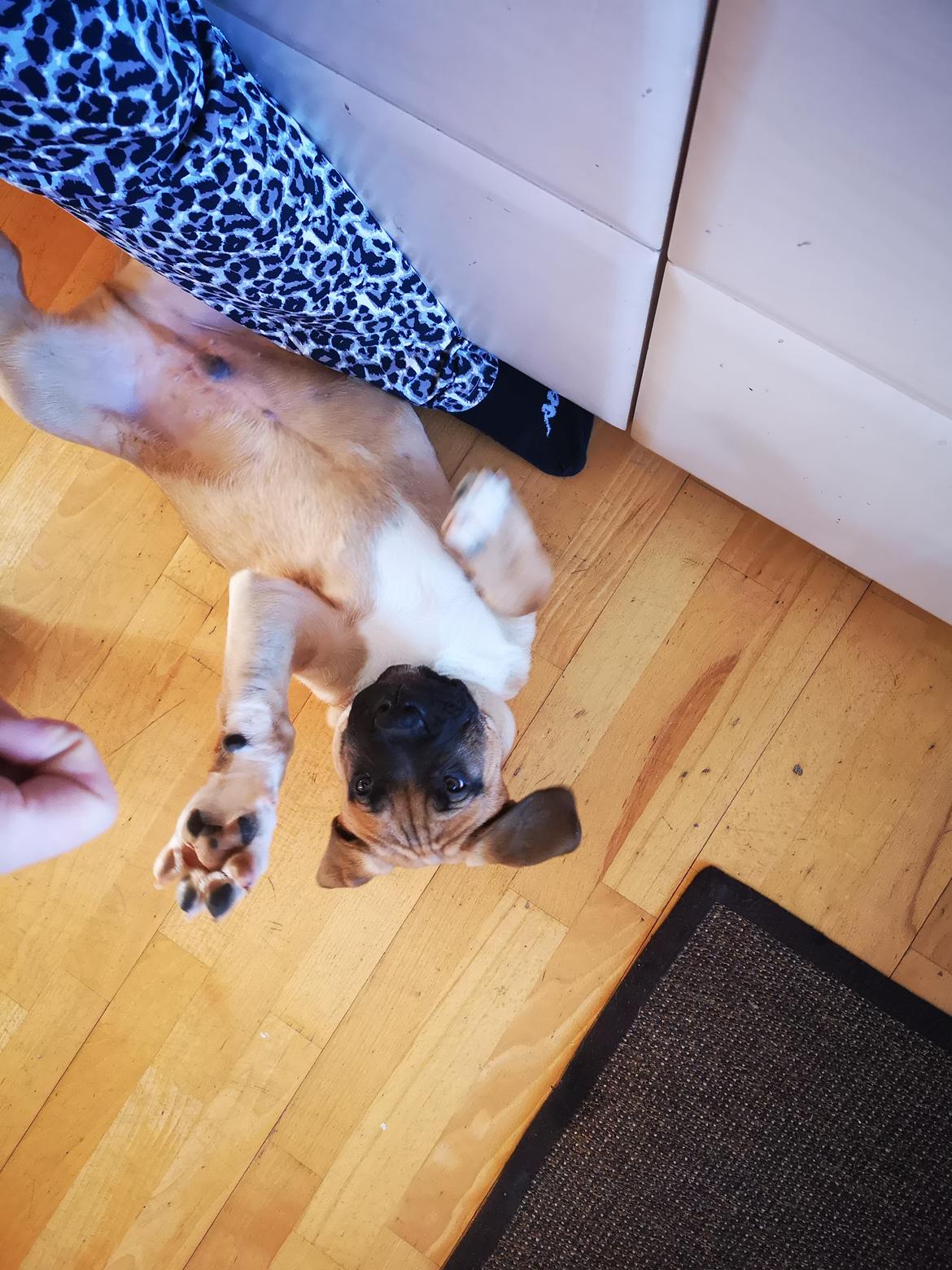 Dogo canario Bolek  billede 11