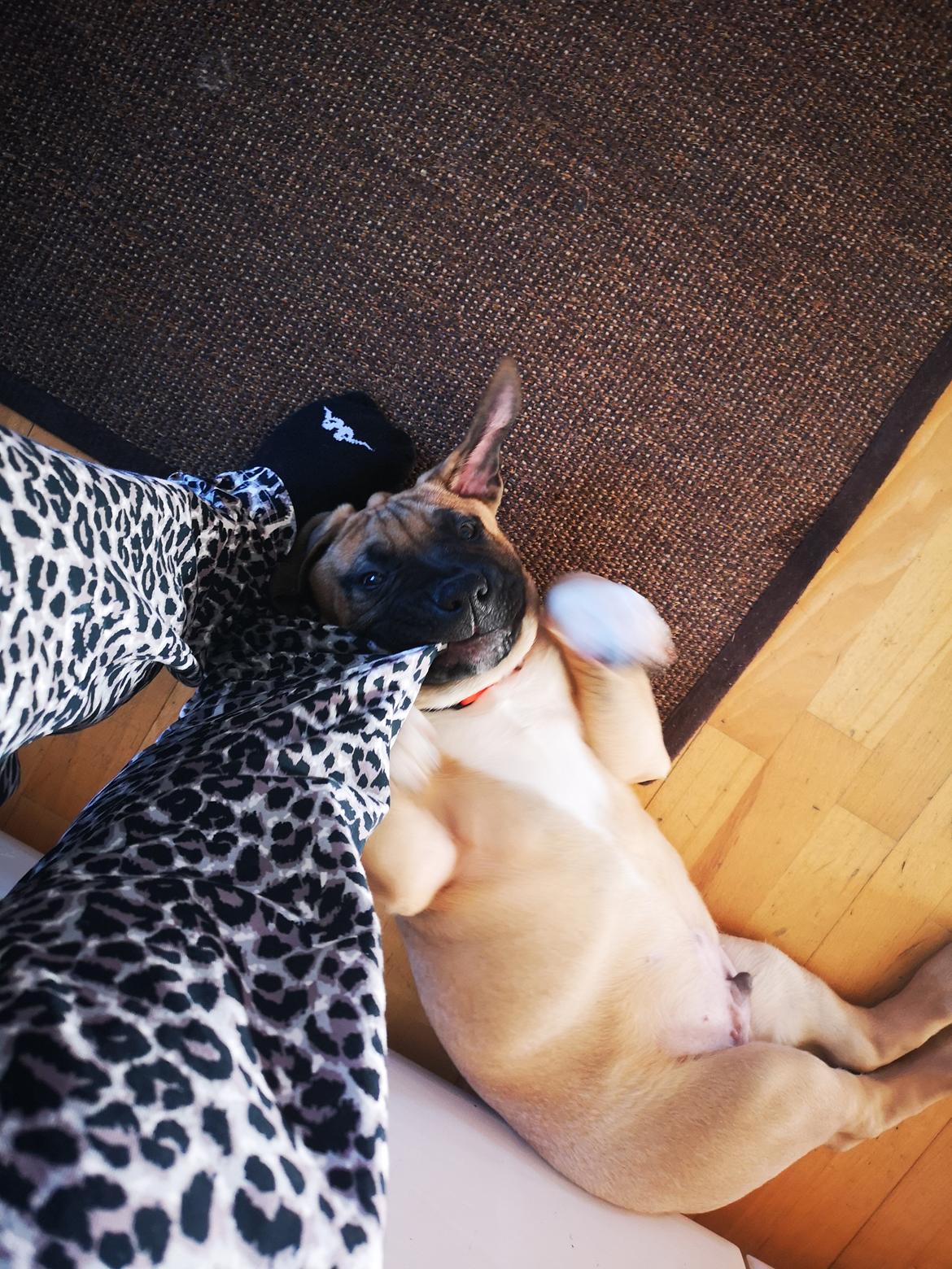 Dogo canario Bolek  billede 12