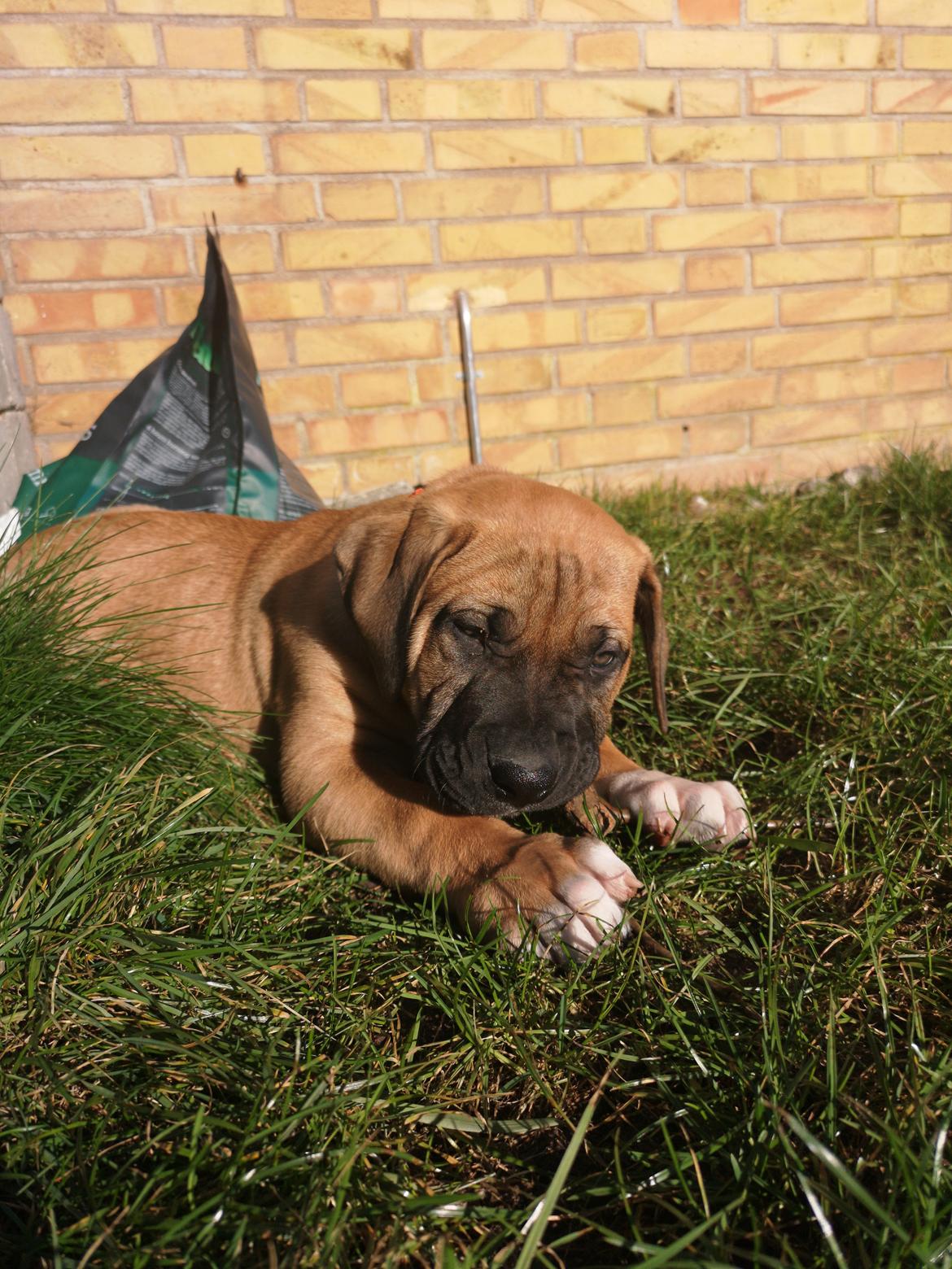 Dogo canario Bolek  billede 13