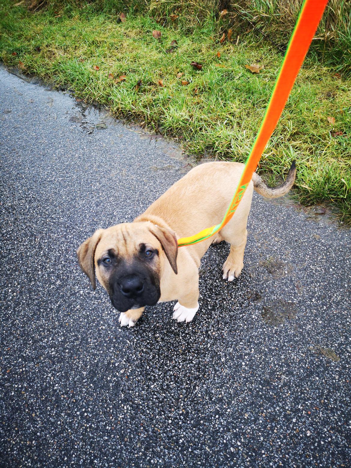 Dogo canario Bolek  billede 14