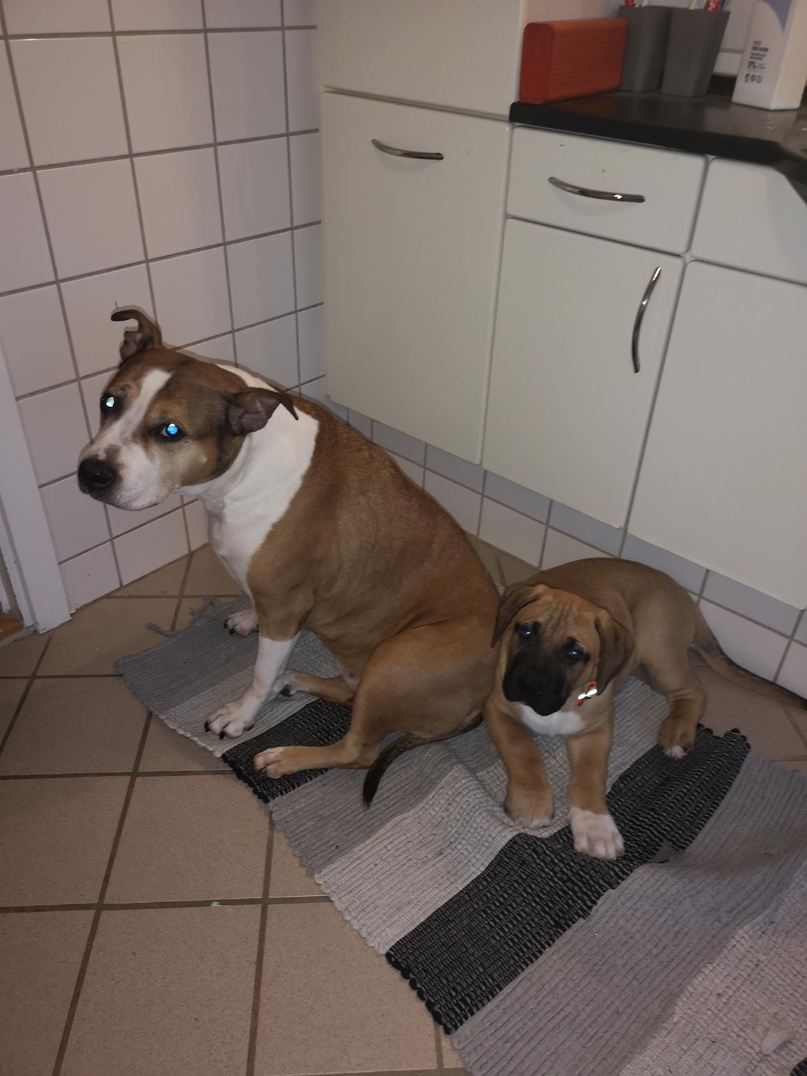 Dogo canario Bolek  - 11 uger gammel 😍 billede 15