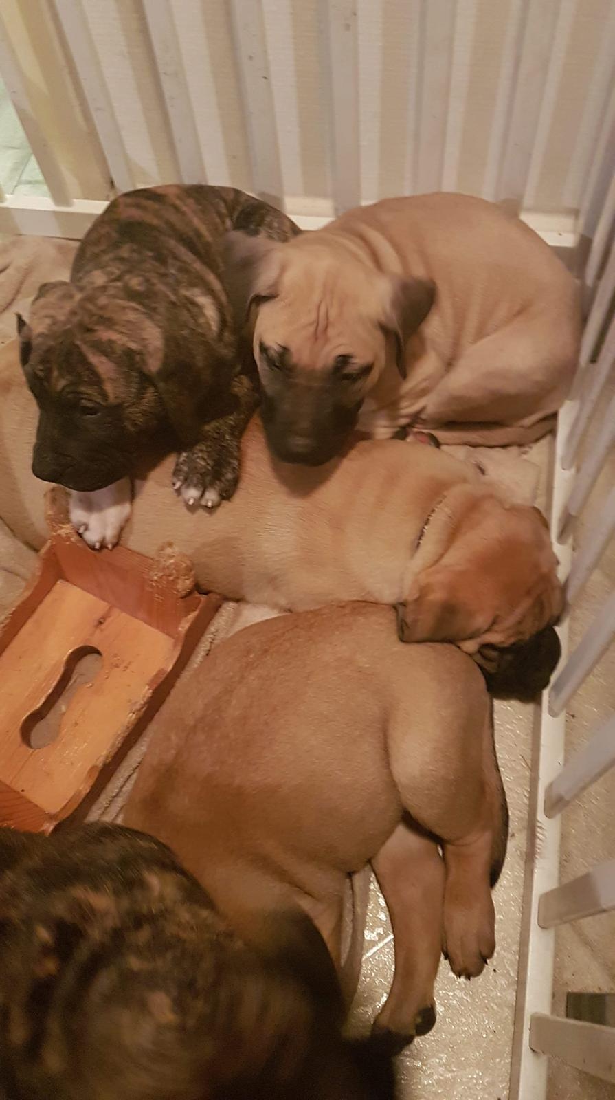 Dogo canario Bolek  - bolek som helt lille (tyk klump😍) billede 17