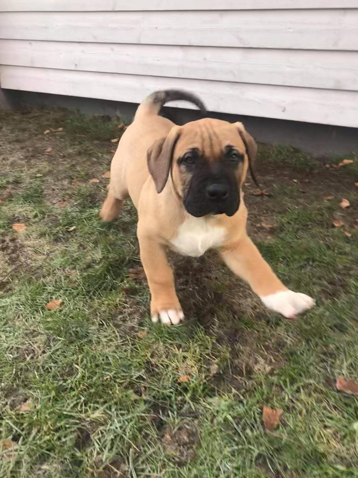 Dogo canario Bolek  billede 16