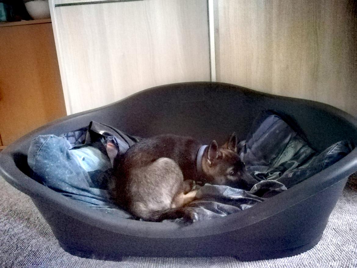 Kishu Amaterasu sai-no kawara billede 13