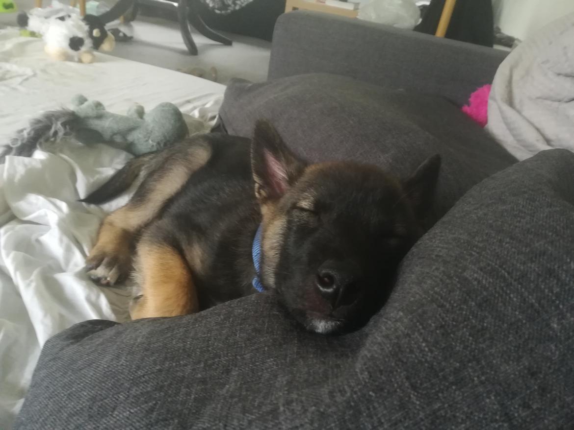 Kishu Amaterasu sai-no kawara billede 9