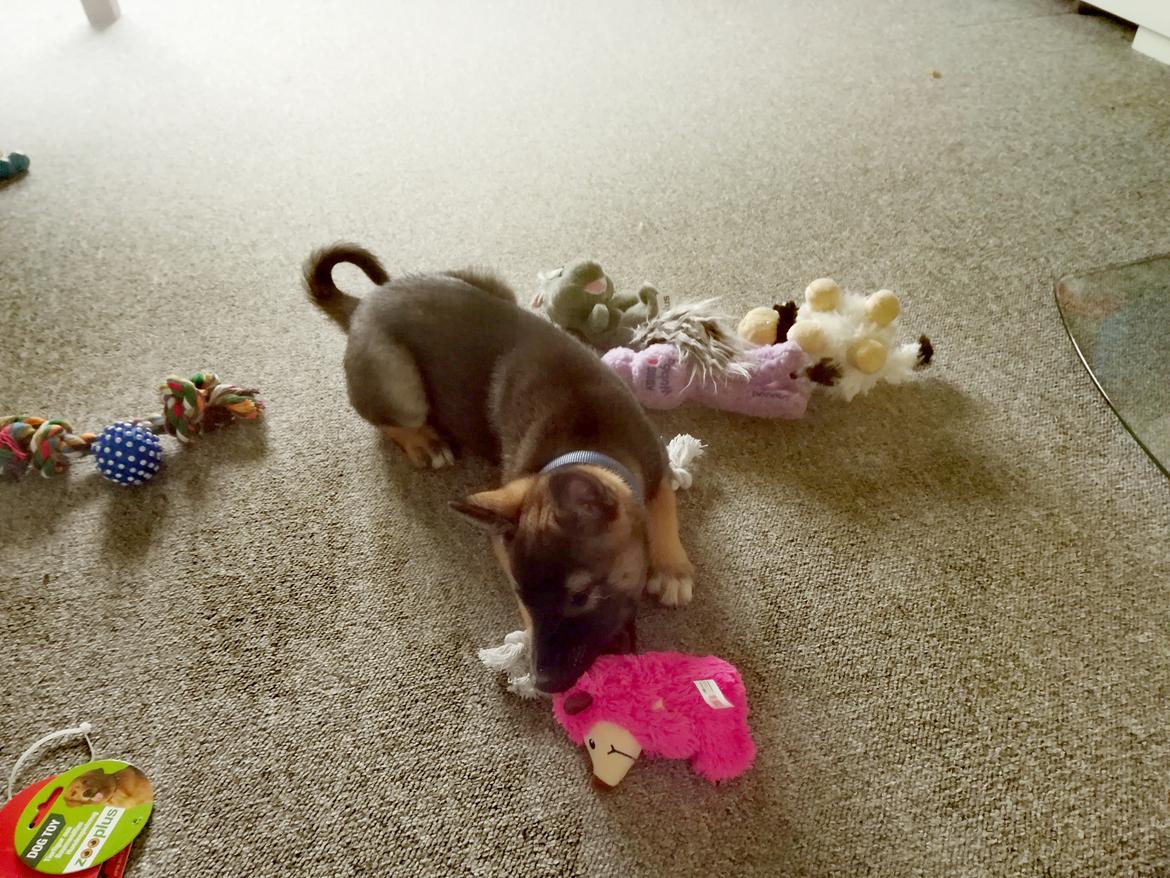 Kishu Amaterasu sai-no kawara billede 16