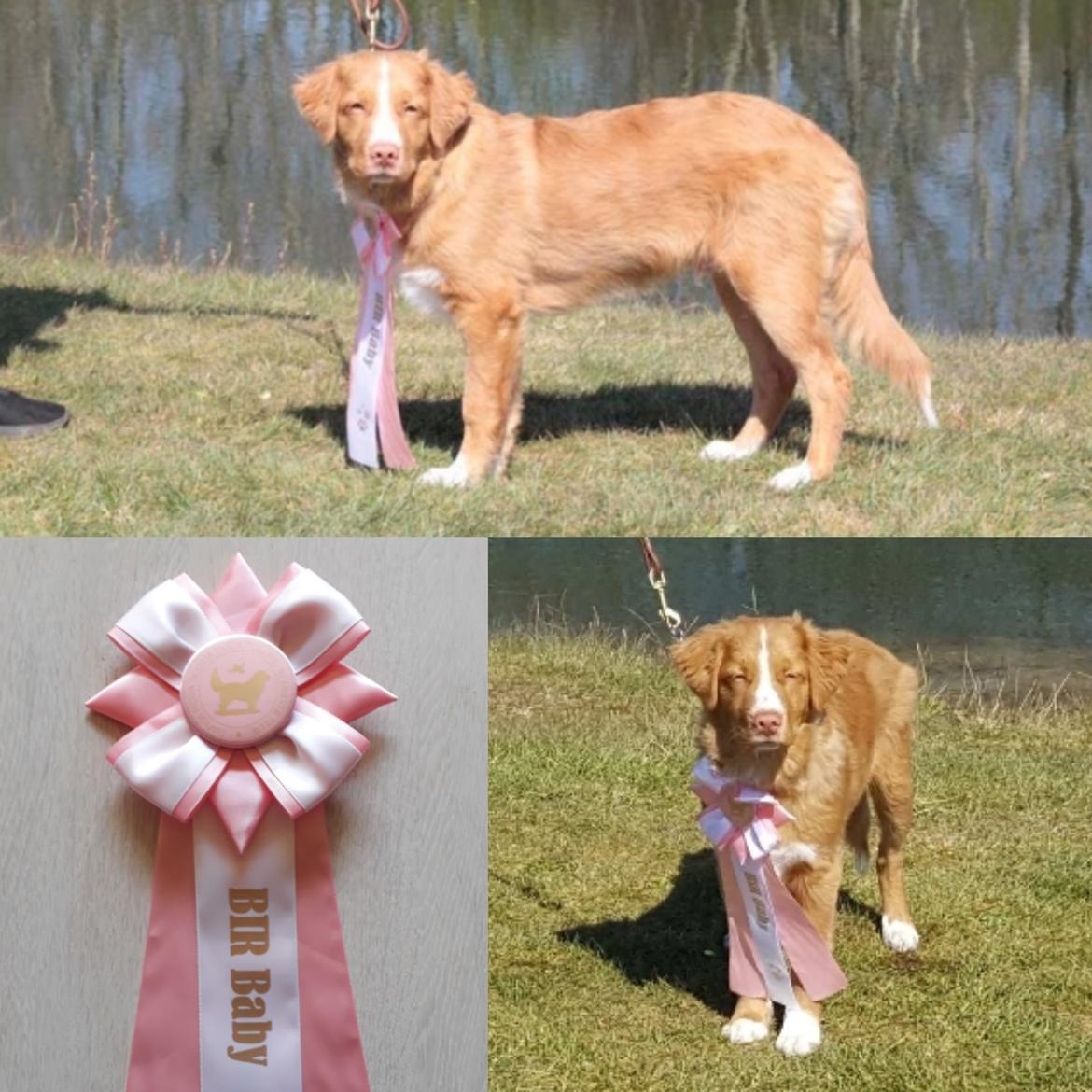 Nova scotia duck tolling retriever Flóki/Toller's Delight Viking Warrior - Flóki bliver BIR BABY ved Tollerdays udstilling i Karup 20.04.19 billede 1