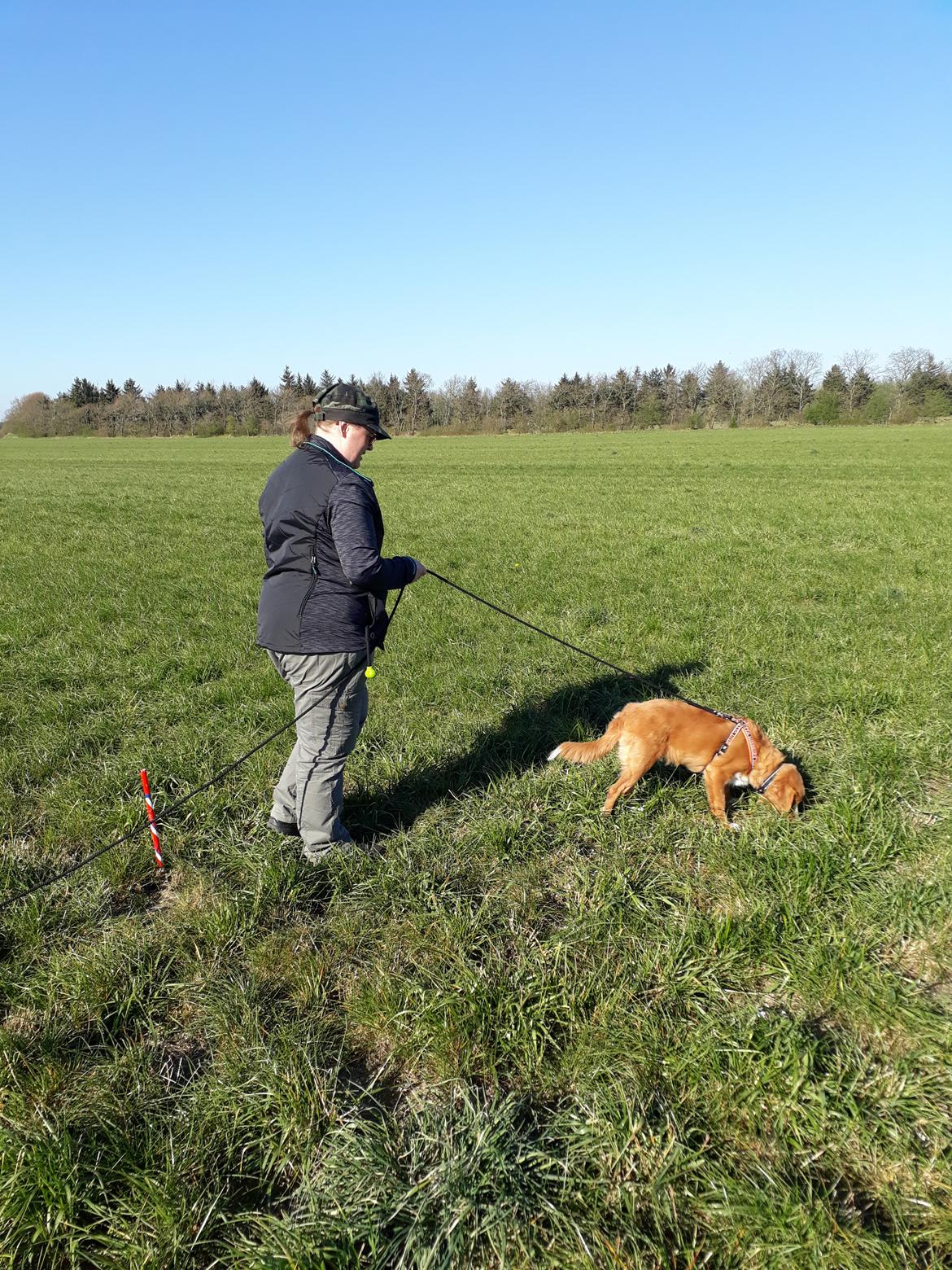 Nova scotia duck tolling retriever Flóki/Toller's Delight Viking Warrior - Flóki går sit første spor (22.04.19) billede 4