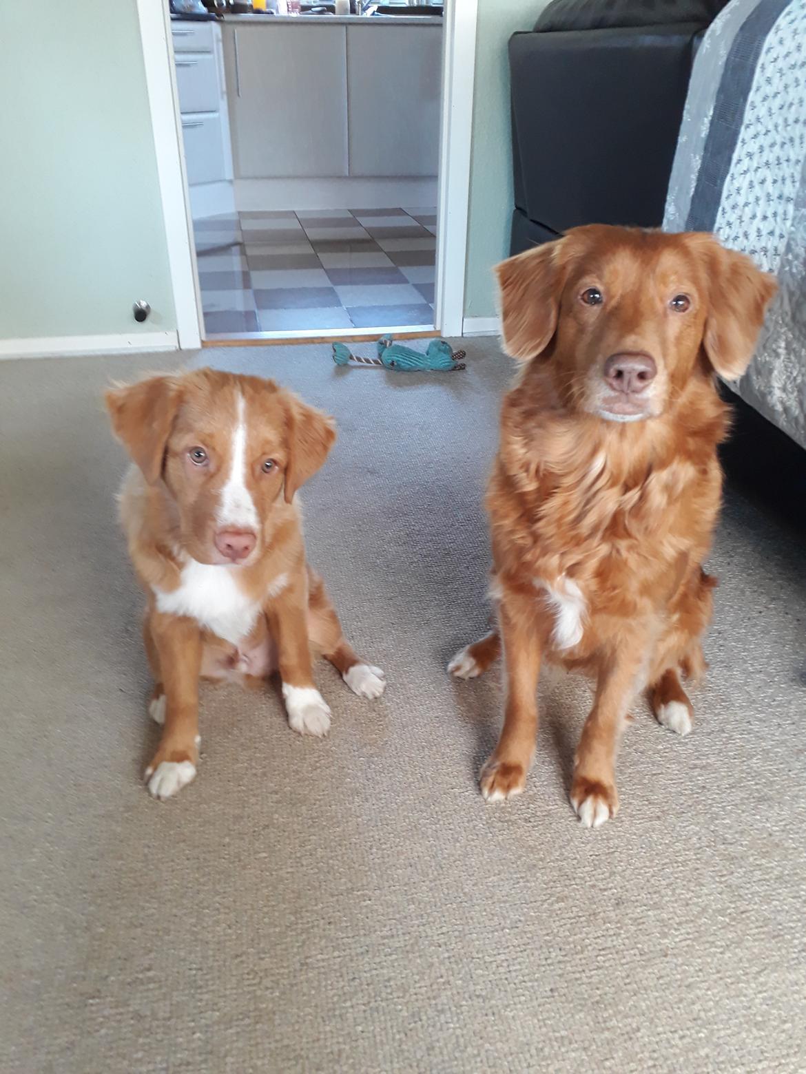 Nova scotia duck tolling retriever Flóki/Toller's Delight Viking Warrior - Flóki (4,5 mdr) med storsøster Nova (8 år)  billede 5