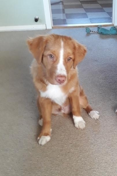 Nova scotia duck tolling retriever Flóki/Toller's Delight Viking Warrior - Flóki (4,5 mdr)  billede 3