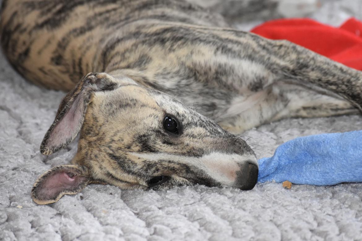Whippet Didrik - Foto: Kirsten H billede 1