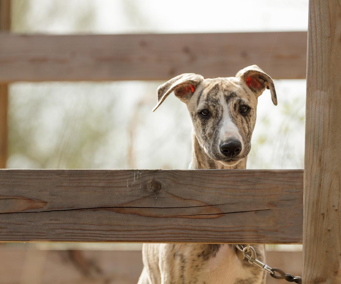 Whippet Didrik - Foto: Milla billede 3