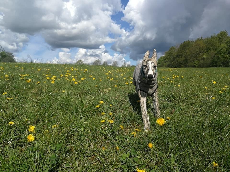 Whippet Didrik billede 4