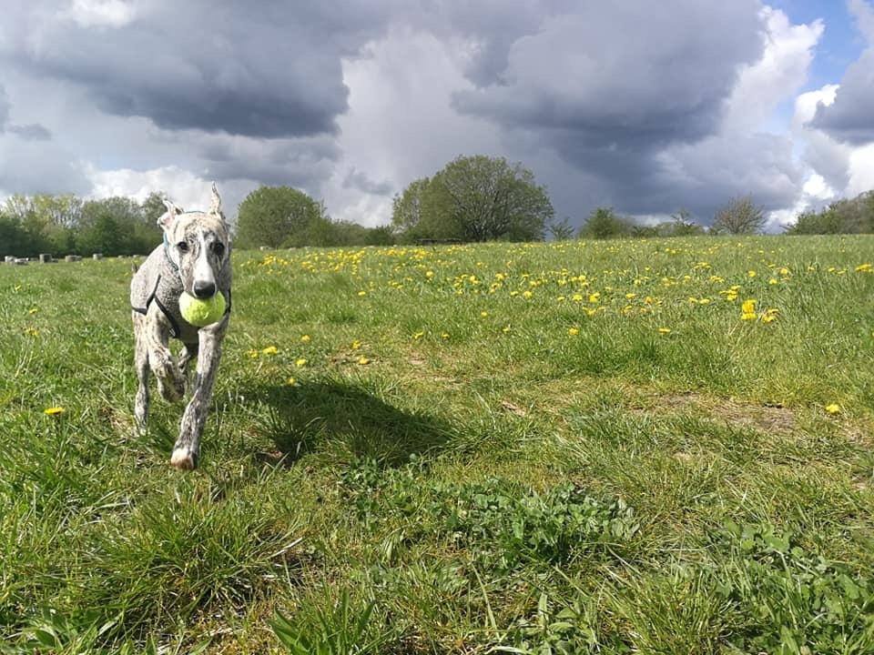 Whippet Didrik billede 5