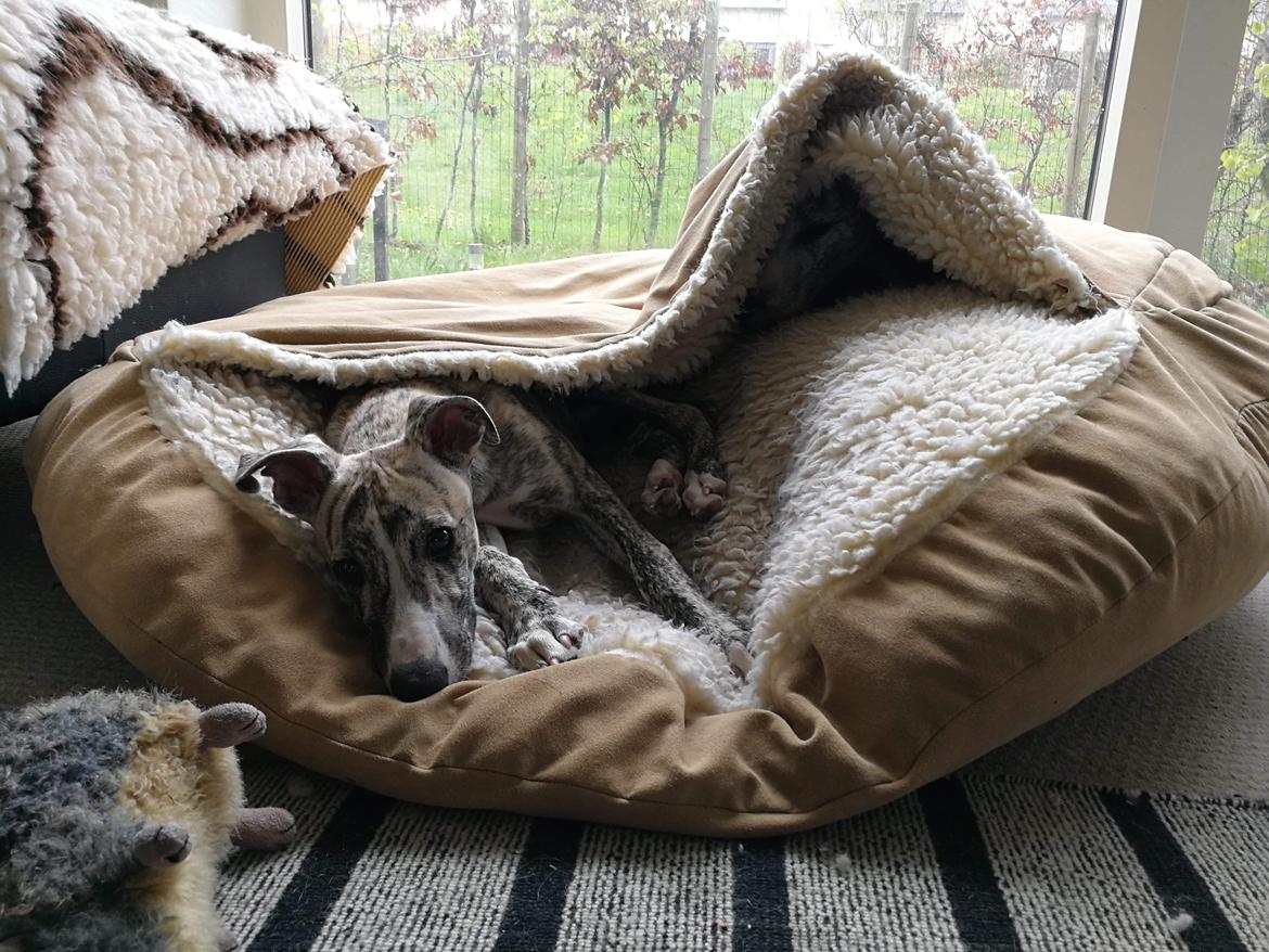 Whippet Didrik billede 6