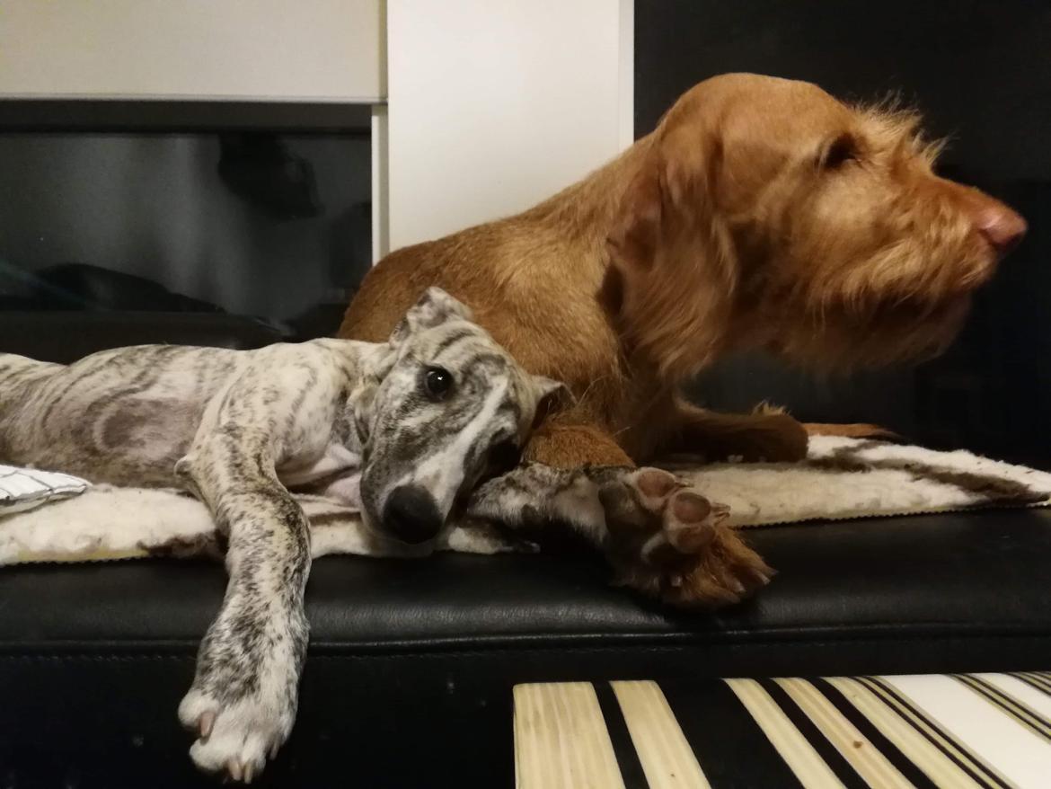 Whippet Didrik billede 7