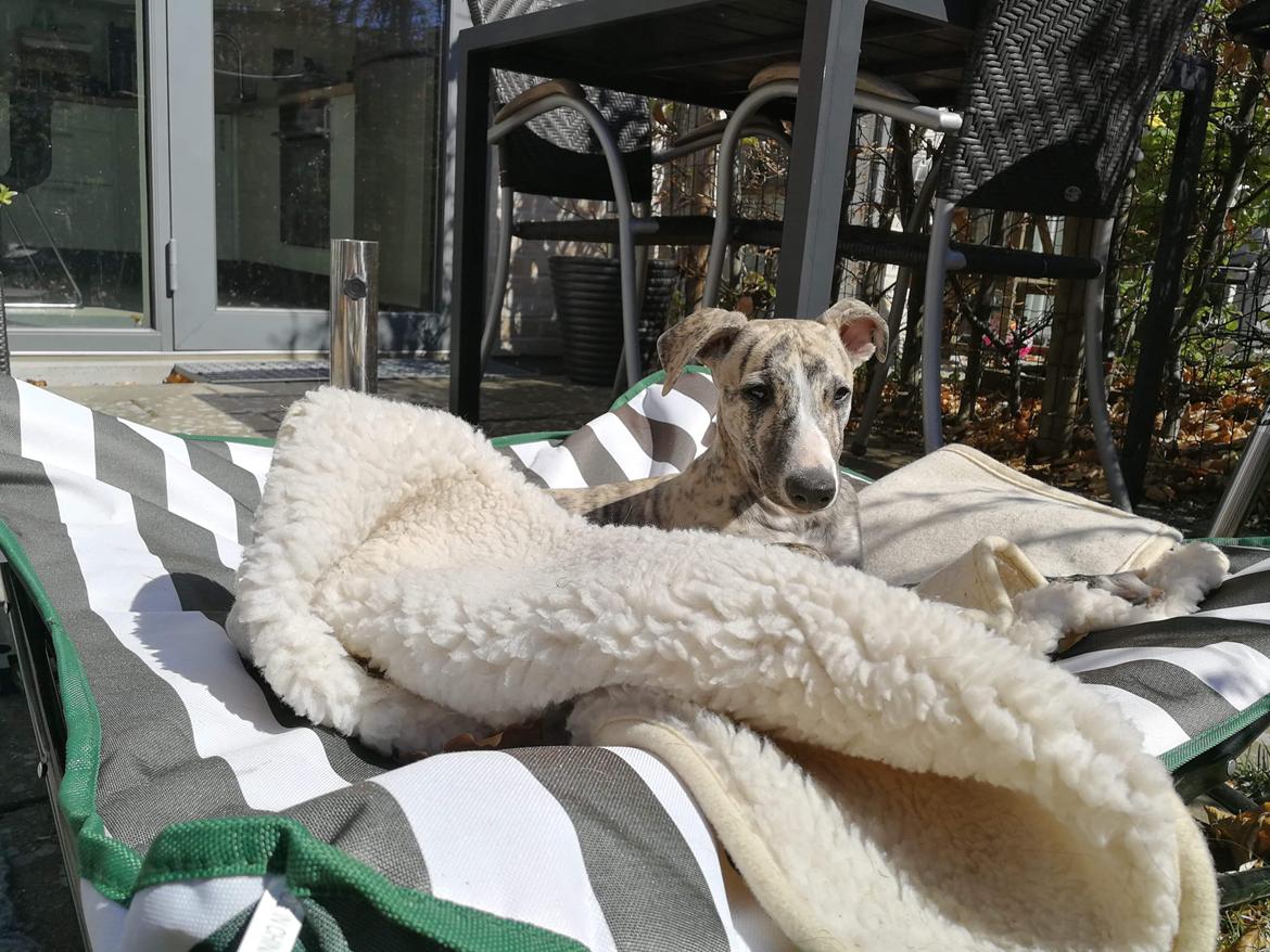 Whippet Didrik billede 8