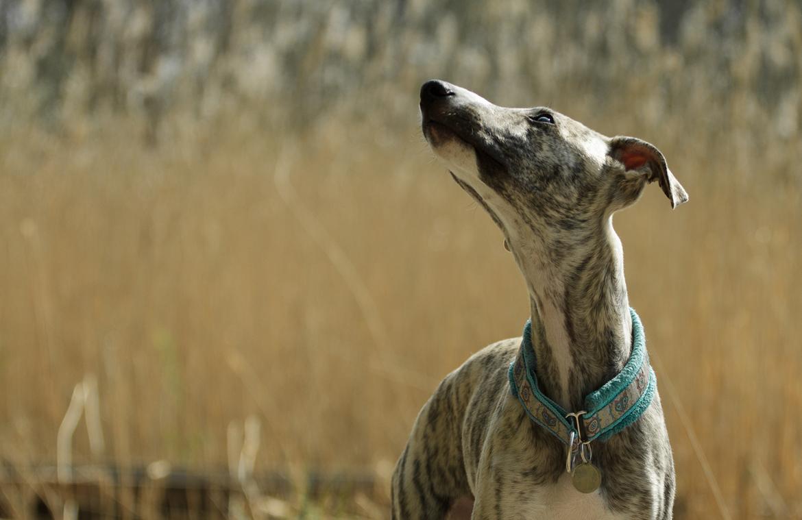 Whippet Didrik - Foto: Milla billede 2