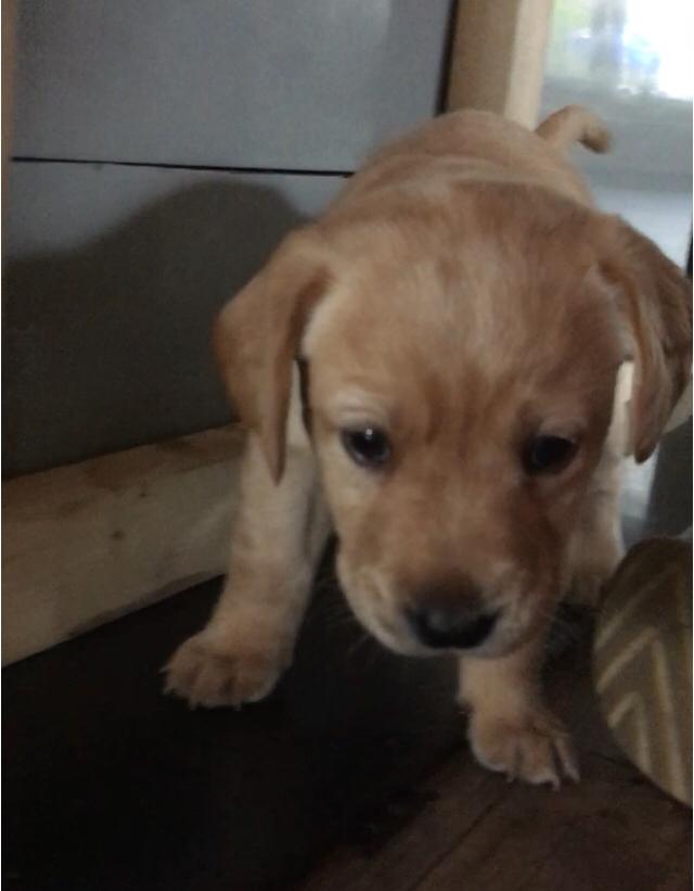 Labrador retriever Lupa billede 2