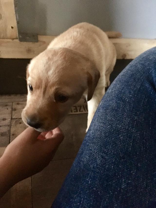 Labrador retriever Lupa billede 1